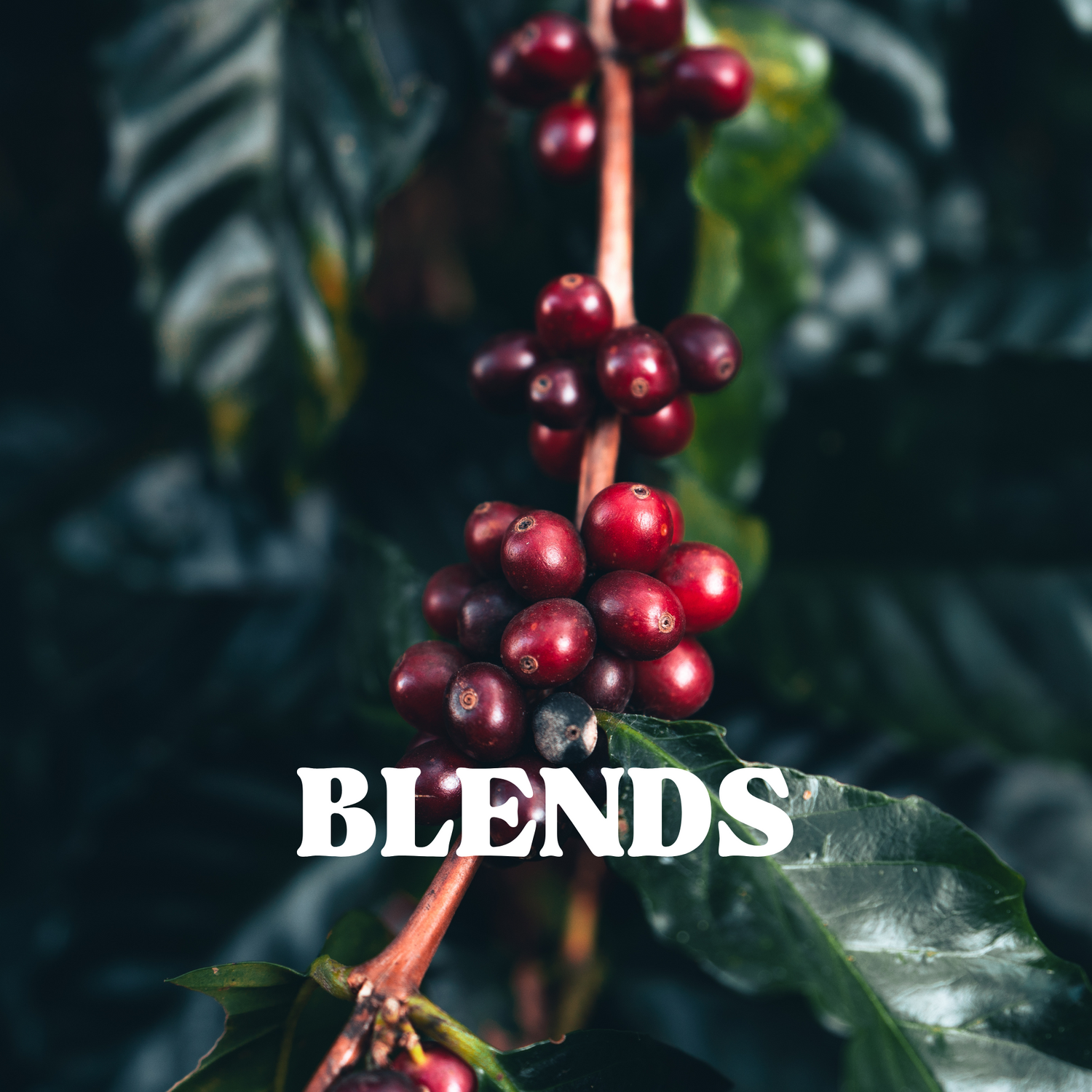 Blend Coffee
