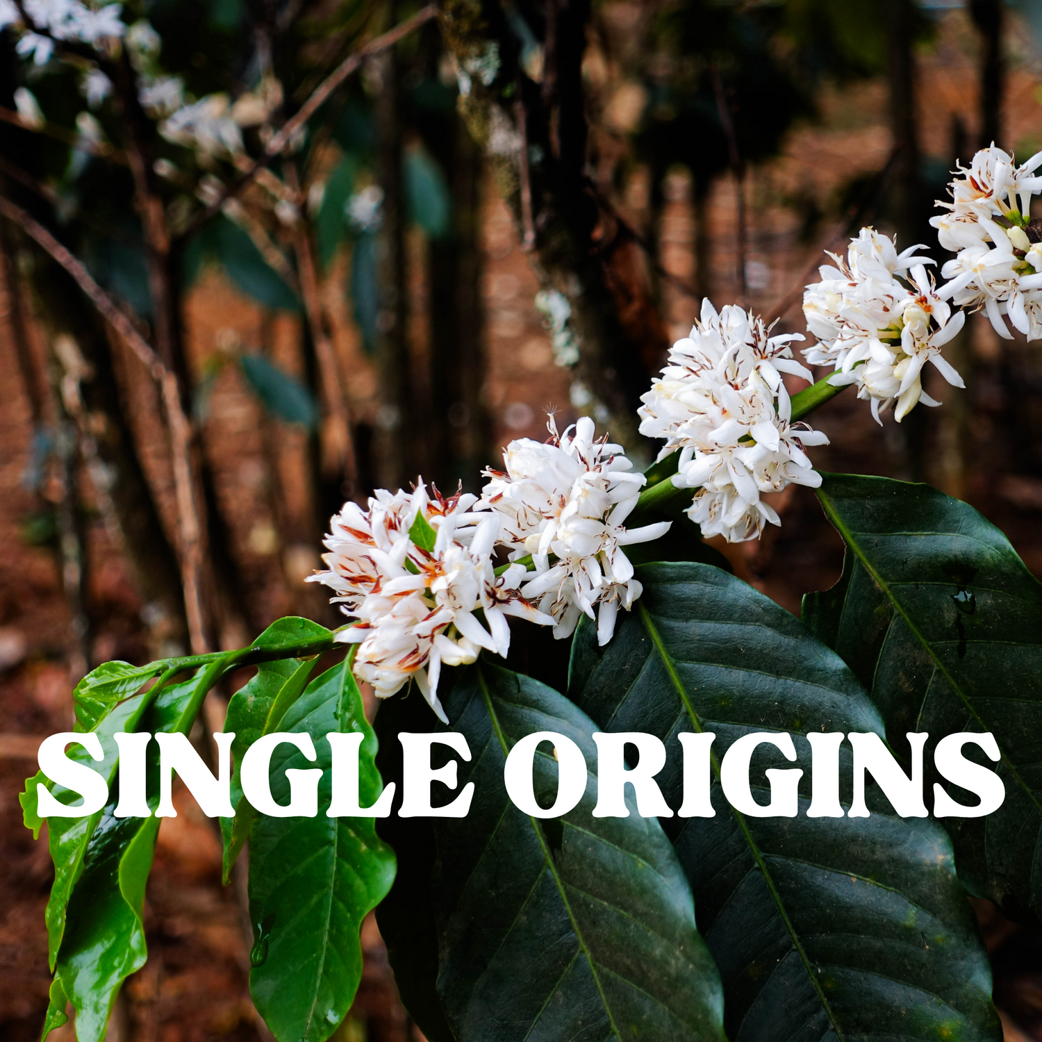 Single Origin Coffee